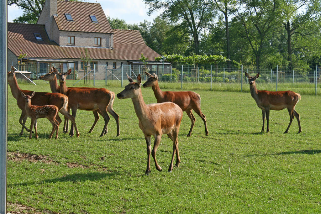 'T Leeg Huys Villa Lo-Reninge Cameră foto